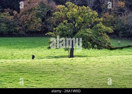 Un maschio solista rambler camminando nella remota campagna a Ranmore Common nelle colline del Surrey in una giornata autunnale vicino Dorking Inghilterra UK Foto Stock