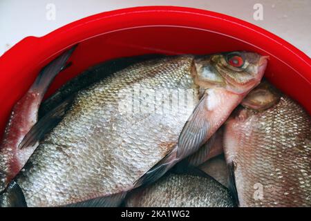 Pesce d'acqua dolce appena pescato in un secchio. Orata in un secchio. Messa a fuoco morbida. Messa a fuoco selettiva Foto Stock