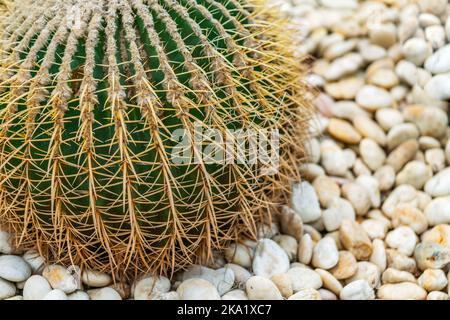 Primo piano di un grande cactus a forma rotonda o cilindrica con pietre di ciottoli bianchi, luce calda, spazio per il testo. Foto Stock