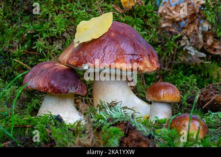 Boletus edulis. Boleto nella foresta. Una famiglia di funghi porcini in primo piano verde muschio Foto Stock