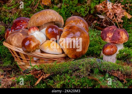 Boletus edulis. Boleto nella foresta. Funghi porcini in muschio verde e in un cesto, primo piano Foto Stock