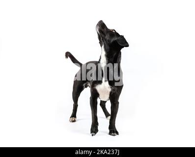 piccolo ritratto di cane nero senza allevamento, razza mista canina guardando curioso isolato sfondo bianco Foto Stock