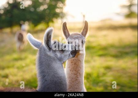 Bella scena fattoria all'alba con gruppo di alpaca grigia, marrone e nera a piedi e pascolo su collina erbosa retroilluminata al sorgere del sole con alberi sullo sfondo. Estate in campagna francese Foto Stock