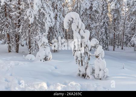 Bella foresta invernale, abeti coperti di neve. Ounasvaara, Rovaniemi, Finlandia Foto Stock