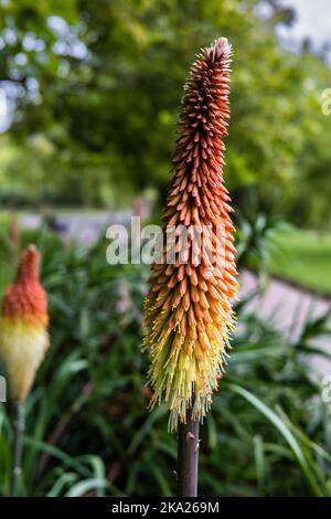 Kniphofia caulescens Red Hot Poker cresce in un giardino a Newquay in Cornovaglia in Inghilterra nel Regno Unito. Foto Stock