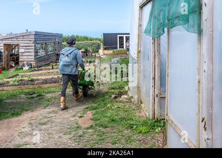 Un volontario Newquay Orchard che lavora nella comunità crescente spazio in Newquay Orchard uno spazio creato dalla comunità per la comunità di Newquay in Foto Stock