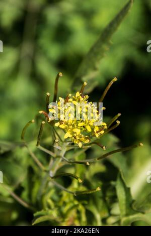 Sisymbrium irio, pianta di razzo londinese in fiore con spazio copia e sfondo naturale in modalità ritratto Foto Stock