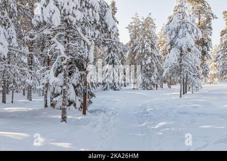 Bella foresta invernale, abeti coperti di neve. Ounasvaara, Rovaniemi, Finlandia Foto Stock