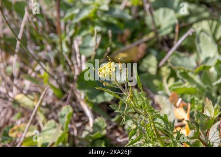 Sisymbrium irio, pianta di razzo londinese a Flower Foto Stock