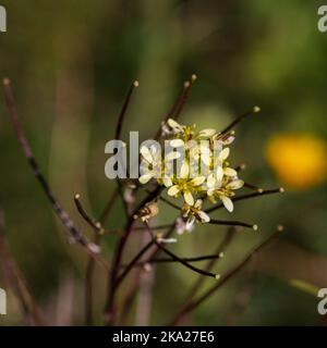 Sisymbrium irio, pianta di razzo londinese in fiore con spazio copia e sfondo naturale in modalità quadrata Foto Stock