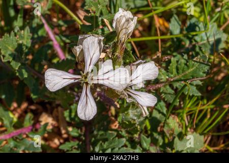 Eruca vescicaria, insalata di rucola in fiore Foto Stock