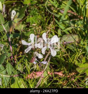 Eruca vescicaria, insalata di rucola in fiore Foto Stock