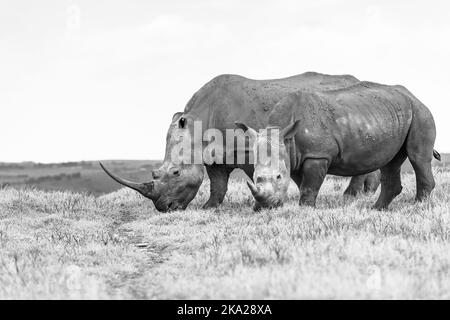 Rinoceronte con vitello circa un anno di fauna selvatica animali grandi cinque primo piano in bianco e nero foto mangiare altopiano erba nella riserva naturale parco. Foto Stock