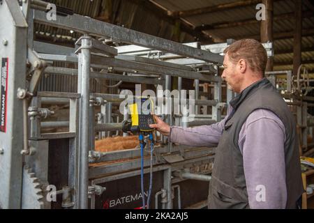 allevatore di bovini che pesa i vitelli Foto Stock