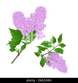 Ramoscelli lilla con fiori e foglie vintage set primo vettore illustrazione disegno a mano modificabile Illustrazione Vettoriale