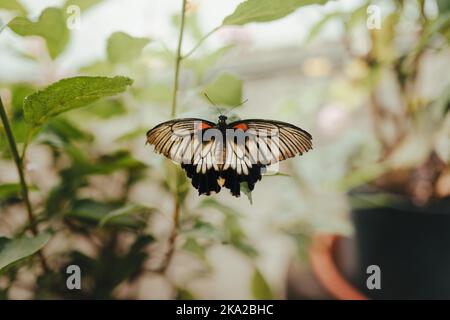 Primo piano di macerato dietro il vetro nello zoo. Foto Stock