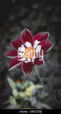 Un colpo verticale di dahlia farfalla notturna Foto Stock