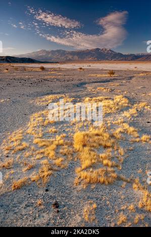 Erba che cresce in Panamint Valley, Big Four Mine Road, Inyo Mountains in Distance, alba, Death Valley National Park, California, USA Foto Stock