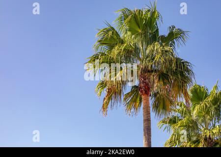 Alberi di Palma contro un cielo blu Foto Stock