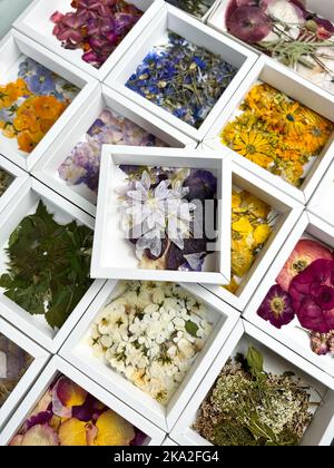 Un gruppo di vari fiori secchi pressati in scatola bianca. Materiale base per arte botanica contemporanea piante per scrapbooking, inviti di nozze, gr Foto Stock