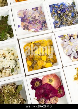 Un gruppo di vari fiori secchi pressati in scatola bianca. Materiale base per arte botanica contemporanea piante per scrapbooking, inviti di nozze, gr Foto Stock