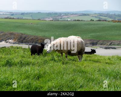 Pecore pascolano in un prato verde. Qualche pecora in un pascolo del coltivatore. Pascolo libero di bestiame. Paesaggio agricolo. Pecora bianca su erba Foto Stock