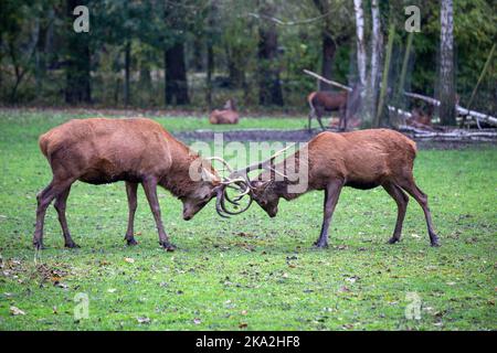 Germania: Duello di due stags nella stagione di strutting Foto Stock