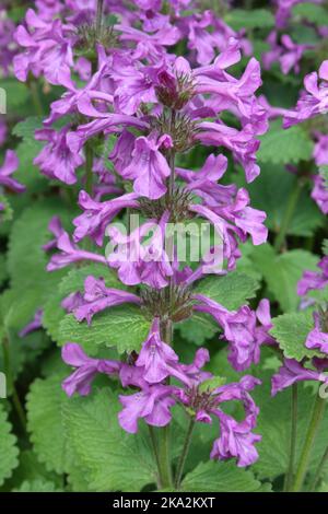 Punta di fiore della grande Betonia (macrantha di Stachys) Foto Stock