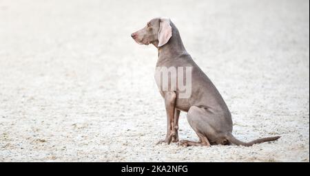 Cane Weimaraner su sabbia bianca. Bella caccia purosangue ritratto di cane all'aperto primo piano. Il cavo si inserisce nel profilo. Giorno d'estate. Nessuna gente Foto Stock