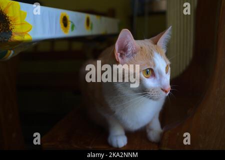 Un primo piano di soffice gattino in agguato nella casa Foto Stock