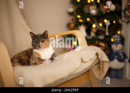 Bel gatto tricolore con grandi occhi rotondi si trova in una sedia. Sullo sfondo un albero di Natale decorato, ghirlande e pupazzo di neve. Anno nuovo. Foto Stock