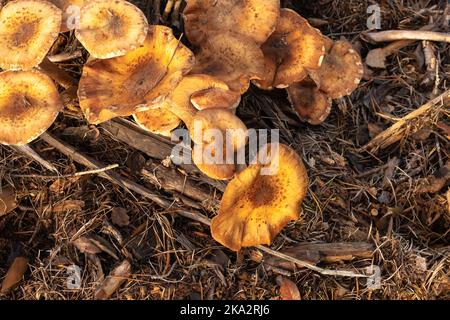 Primo piano di funghi che crescono su un ceppo di betulla. Bellissimi funghi freschi nella foresta naturale autunnale in travi assolate. Raccolta autunnale di funghi per pi Foto Stock