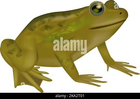 Poster educativo sulla biologia della rana. Illustrazione realistica del disegno per l'enciclopedia Illustrazione Vettoriale