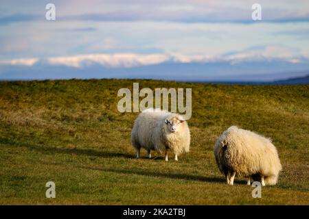 Due pecore islandesi, Ovis aries pascolo erba in montagna Foto Stock