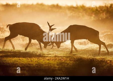 Un'epica battaglia all'alba tra due cervi rossi al Bushy Park, Londra. Queste immagini sono state scattate a distanza con un grande teleobiettivo, è saggio Foto Stock