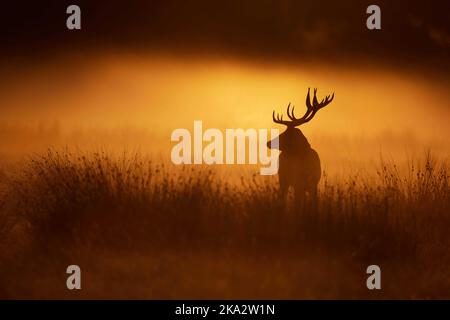 Un cervo rosso all'alba, preso durante il soldo quest'anno a Londra. Londra, Regno Unito: QUESTE BELLE immagini mostrano stag rossi in posa e combattimenti in fi Foto Stock