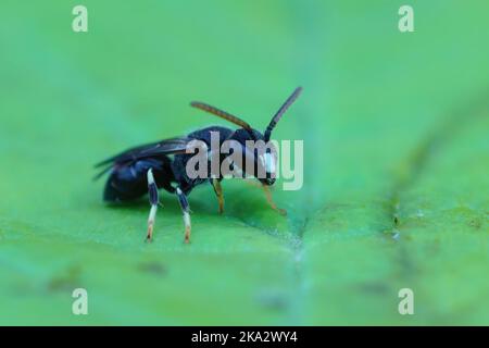 Dettaglio del primo piano sul maschio della rara ape puntata-mascherata, Hylaeus punctatus su una foglia verde Foto Stock