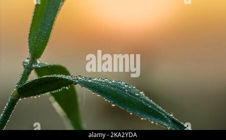 La luce dell'alba illumina una foglia su un fusto di erba da campo con gocce di rugiada lucenti Foto Stock