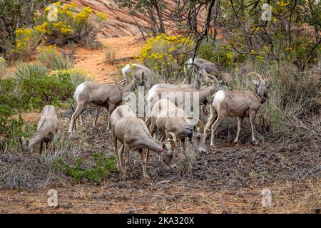 Bighornsheeps nel deserto del Parco Nazionale di Zion, dotato di trasmettitori per monitorare il comportamento migratorio. Utah, Stati Uniti Foto Stock