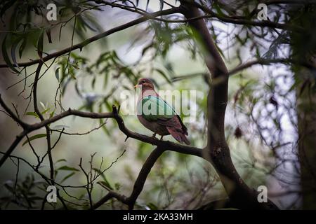 Un selettivo di una comune colomba di smeraldo (Calcoposy indica) Foto Stock