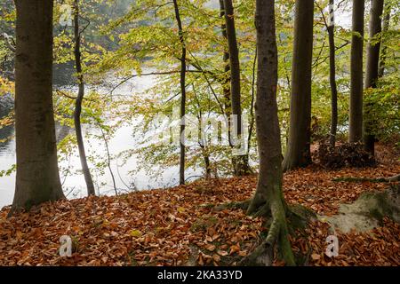 Buchenwald an einem See im eine Sitzbank im Vordergrund Bootstege am ufer gegenüber Foto Stock