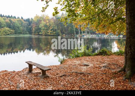 Buchenwald an einem See im eine Sitzbank im Vordergrund Bootstege am ufer gegenüber Foto Stock
