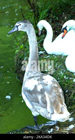 Un giovane muto Swan, o cygnet è ancora vicino al suo genitore nonostante l'inizio di molt dal piumaggio giovanile. Presto sarà indipendente Foto Stock