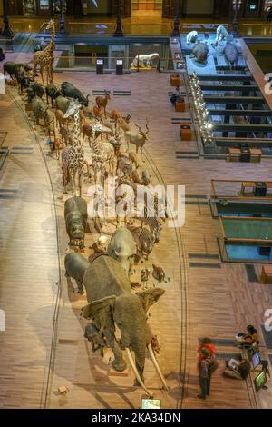 Francia, Parigi, Museo Nazionale d'Histoire Naturelle - Jardin des Plantes - le Grande Galerie de l'Evolution Museo Nazionale di Storia Naturale, Jardi Foto Stock