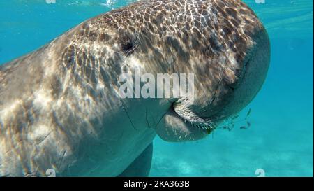 Dugongo. Mucca di mare a Marsa Alam. Baia di Marsa Mubarak. Dugong (dugong dugon) o litorale nel Mar Rosso. Foto Stock