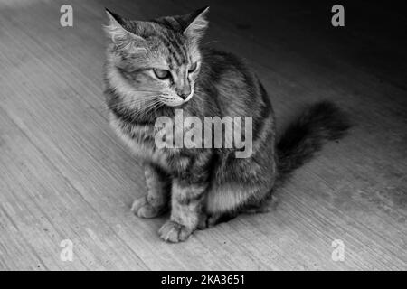 Un primo piano in scala di grigi di un gattino carino sul pavimento Foto Stock