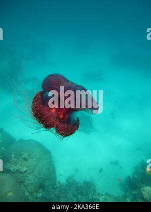 Cavolfiore di medusa (Cefea cefea), o ellisse di cavolfiore sulle scogliere del Mar Rosso. Foto Stock