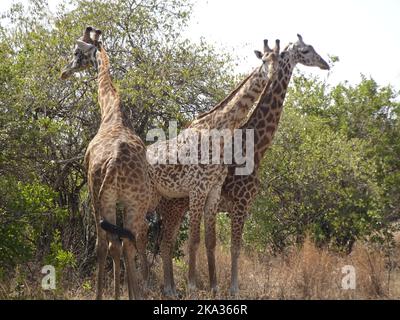 Parco Nazionale di Akagera, Rwanda, 26th agosto 2022 Una giraffa ÒtowerÓ, nel Parco Nazionale di Akagera, Rwanda. Foto Stock