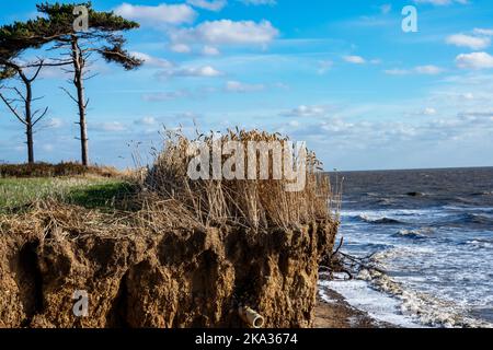 Resti di un raccolto di grano non tagliato a sinistra sul bordo di una scogliera a causa dell'erosione costiera Bawdsey Suffolk Inghilterra Foto Stock