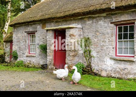 Due oche al di fuori di un piccolo, tre camere, irlandese cottage in paglia, comune tra i piccoli agricoltori agricoli nel 1800s 19th ° secolo Foto Stock